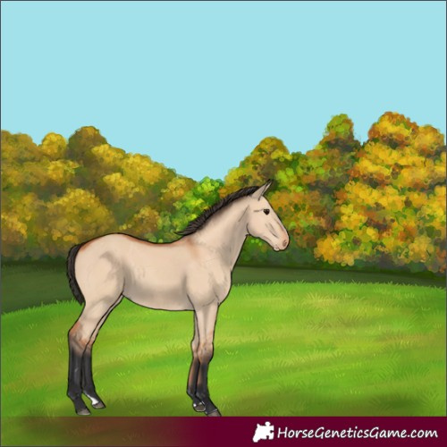 Horse Color:Bay Dun Splash 