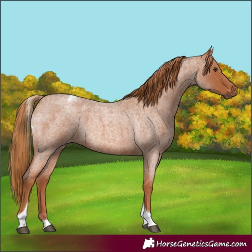 Horse Color:Red Roan Tobiano