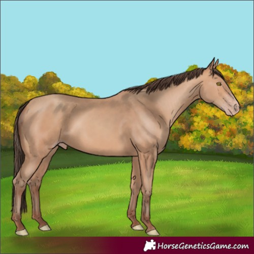 Horse Color:Unknown 