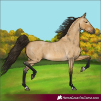 Horse Color:Gray Buckskin Roan Dun 