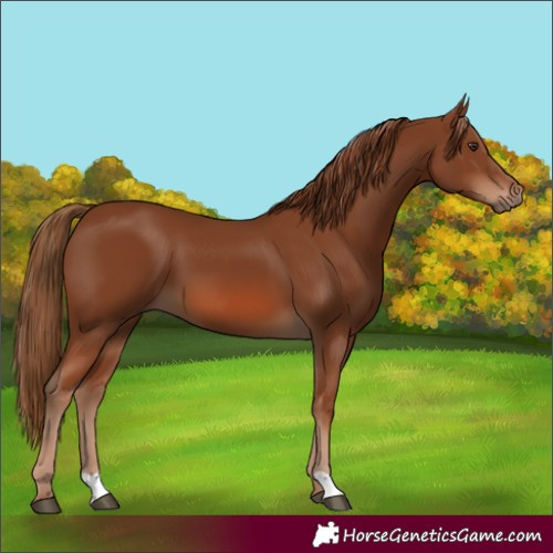 Horse Color:Chestnut 