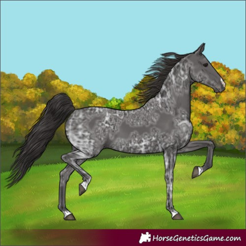 Horse Color:Unknown 