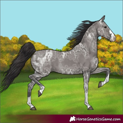 Horse Color:Smoky Grullo Ice Rabicano