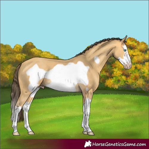 Horse Color:Amber Cream Champagne Splash Frame 