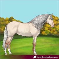 Horse Color:Silver Amber Champagne Dun Rabicano 