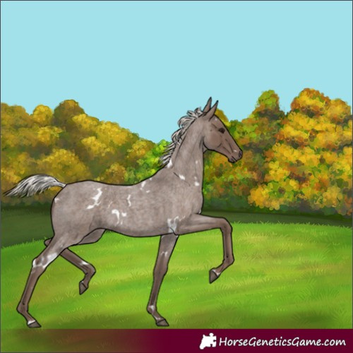 Horse Color:Unknown 