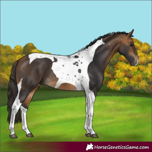 Horse Color:Buckskin Tobiano