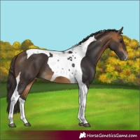 Horse Color:Buckskin Tobiano 