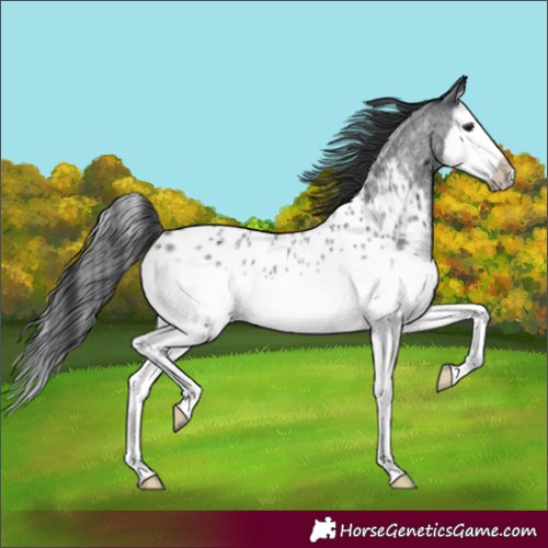 Horse Color:Blue Roan Splash Frame Appaloosa 