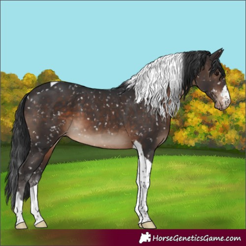 Horse Color:Brown Tobiano Skewed Appaloosa