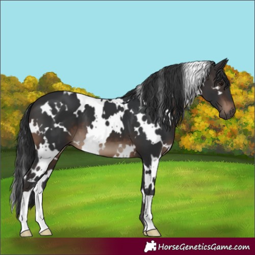 Horse Color:White Spotted Brown 