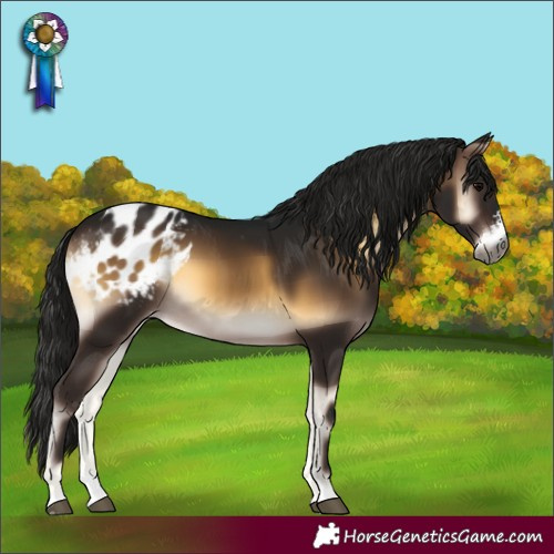 Horse Color:Gray Brown Onyx Sabino Appaloosa