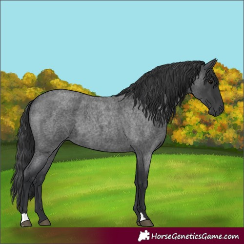 Horse Color:Blue Roan 
