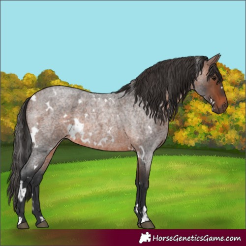Horse Color:White Spotted Brown Roan 