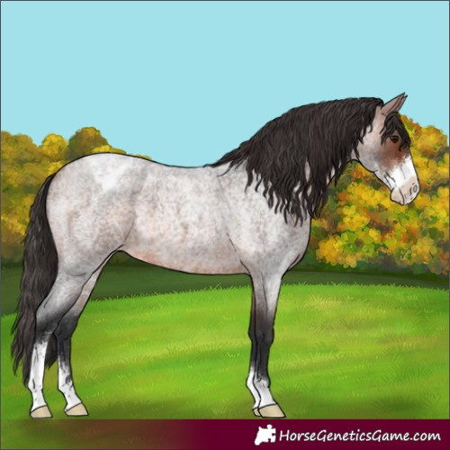 Horse Color:Brown Roan Sabino Appaloosa