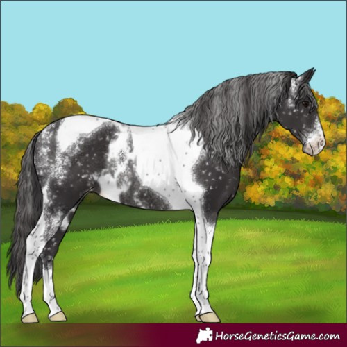Horse Color:Powder White Smoky Black Tobiano Skewed Appaloosa Rabicano