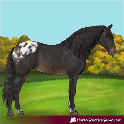 Horse Color:Buckskin Skewed Appaloosa