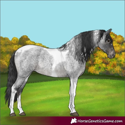 Horse Color:Blue Roan Tobiano Skewed LP Spotted