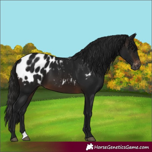 Horse Color:Gray Brown Appaloosa 