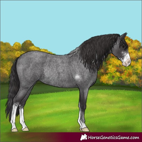Horse Color:Smoky Blue Roan Sabino Rabicano
