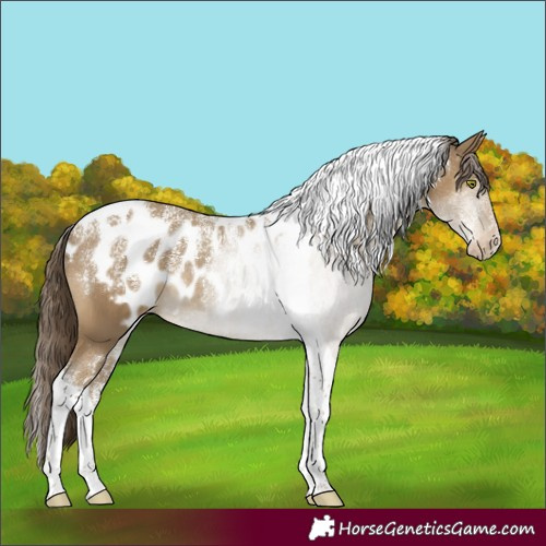 Horse Color:Powder White Classic Cream Champagne Tobiano Skewed Appaloosa 