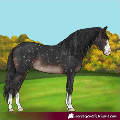 Horse Color:Brown Mushroom Skewed Appaloosa