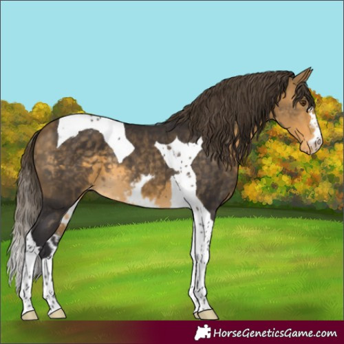 Horse Color:Buckskin Mushroom Tobiano Skewed Appaloosa
