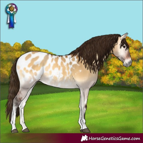 Horse Color:Gray Buckskin Onyx Tobiano Appaloosa