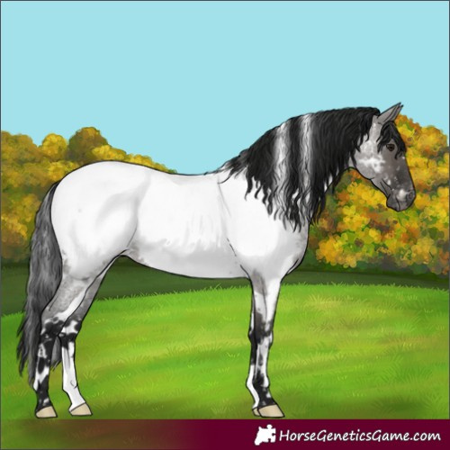 Horse Color:Gray White Spotted Grullo Roan Near Fewspot