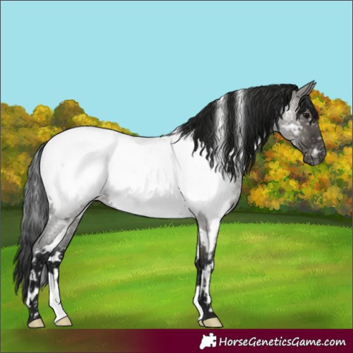 Horse Color:Gray White Spotted Grullo Roan Appaloosa