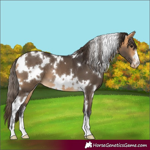 Horse Color:White Spotted Buckskin Skewed Appaloosa