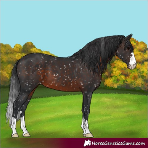 Horse Color:Brown Skewed Appaloosa