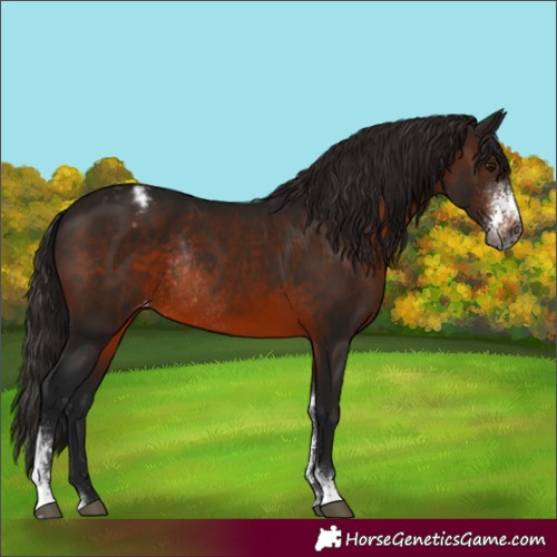 Horse Color:Gray Brown Sabino Appaloosa Rabicano 