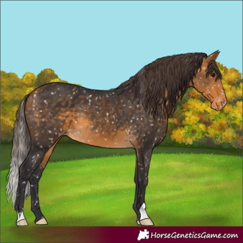 Horse Color:Buckskin Skewed Appaloosa 