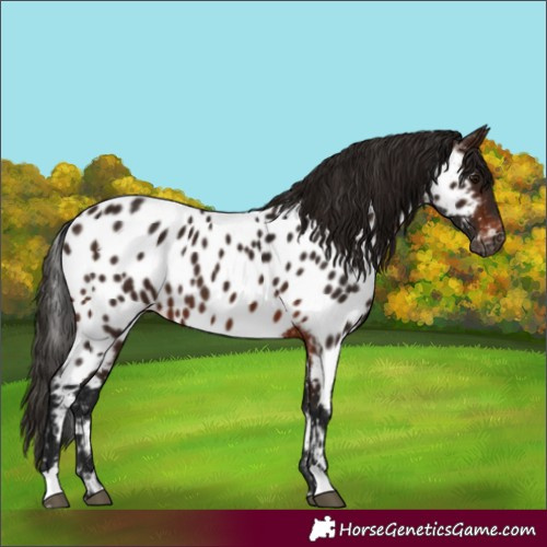 Horse Color:Gray Bay Appaloosa