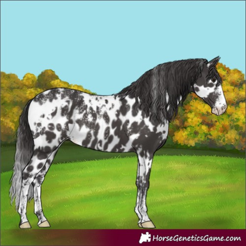 Horse Color:Powder White White Spotted Smoky Black Skewed Appaloosa