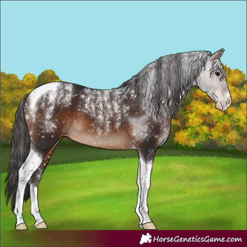 Horse Color:Powder White Brown Tobiano Skewed Appaloosa