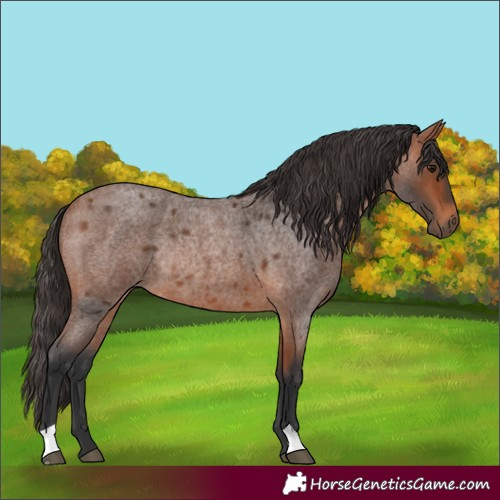 Horse Color:Bay Roan Rabicano 