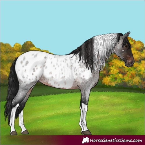 Horse Color:Gray Brown Roan Tobiano Blanket 