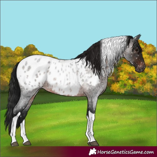 Horse Color:Gray Brown Roan Tobiano Appaloosa