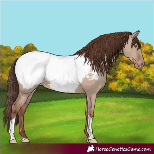 Horse Color:Classic Champagne Dun Tobiano Appaloosa 