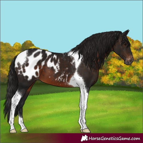 Horse Color:Gray Brown Tobiano Appaloosa
