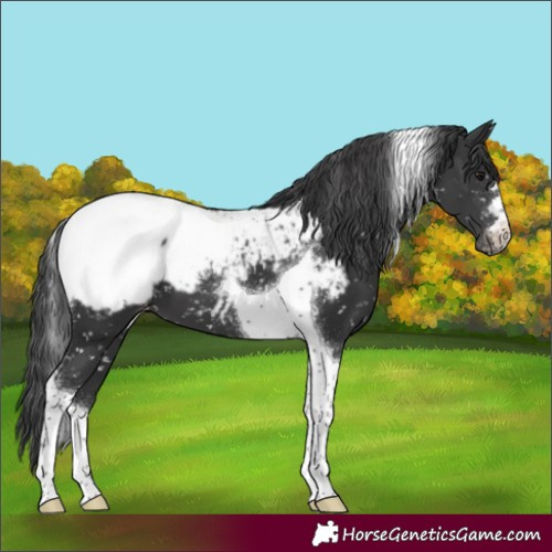 Horse Color:Black Tobiano Appaloosa 