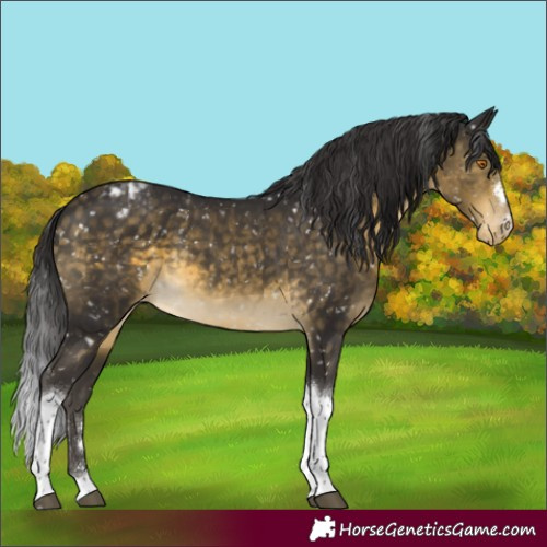 Horse Color:Buckskin Mushroom Tobiano Appaloosa 