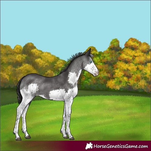 Horse Color:Black Splash Tobiano