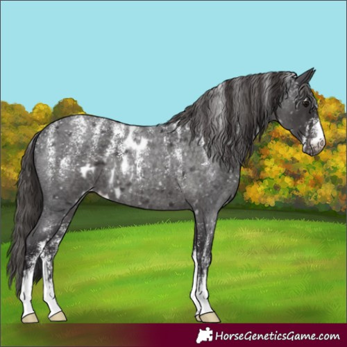 Horse Color:Powder White Smoky Blue Roan Skewed Appaloosa 