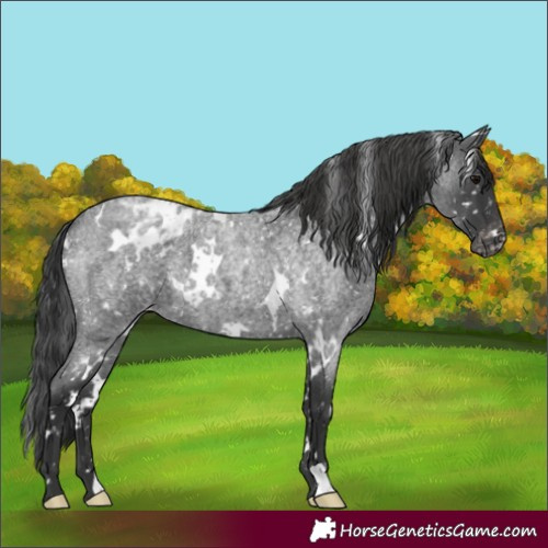 Horse Color:White Spotted Blue Roan Appaloosa 