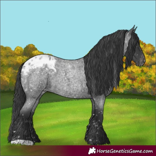 Horse Color:Blue Roan Blanket