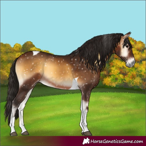 Horse Color:Gray Bay Onyx Tobiano Snowflake Varnish 