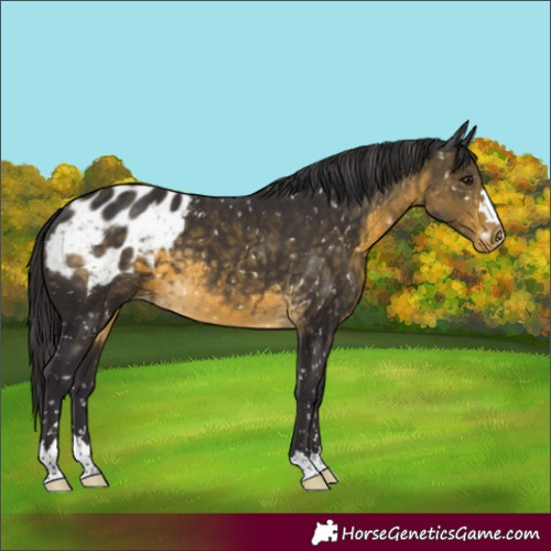 Horse Color:Buckskin Appaloosa